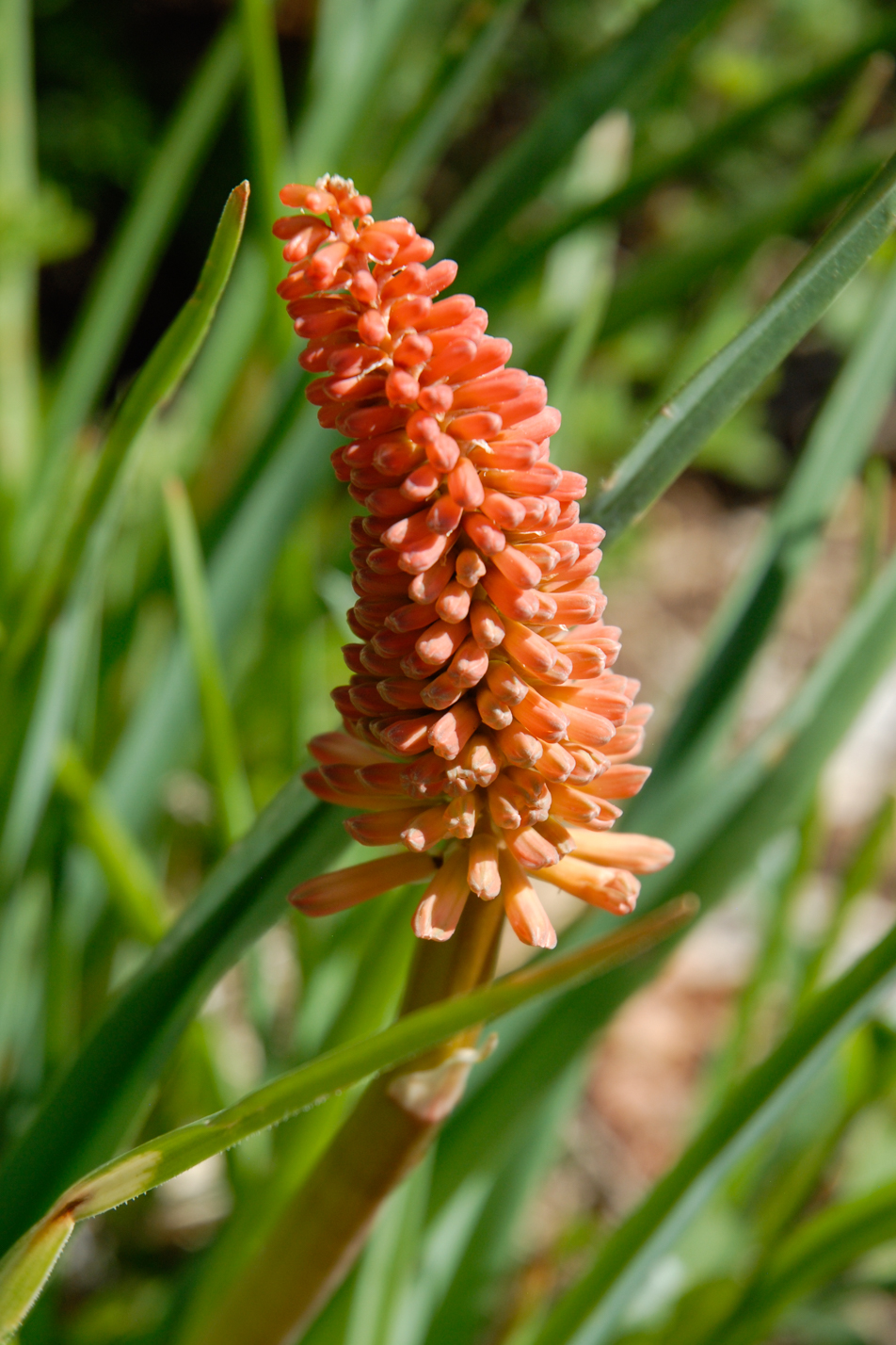 Torch Lily